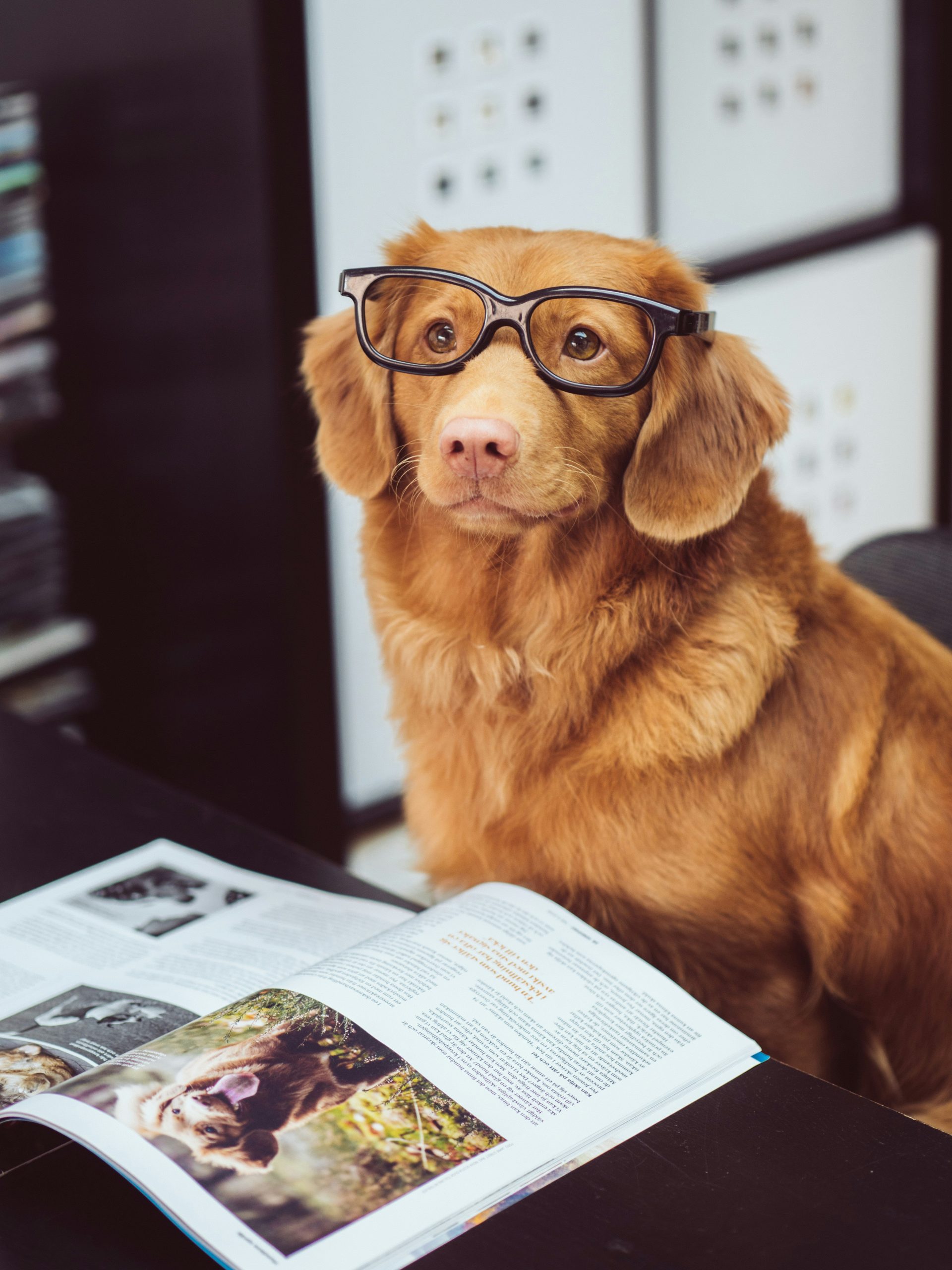 a dog wearing glasses sitting at a desk