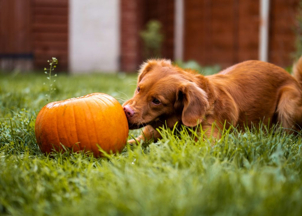 puppy licking a pumpkin - halloween pet safety tips