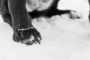 a dogs snowy paw - winter paw care for dogs