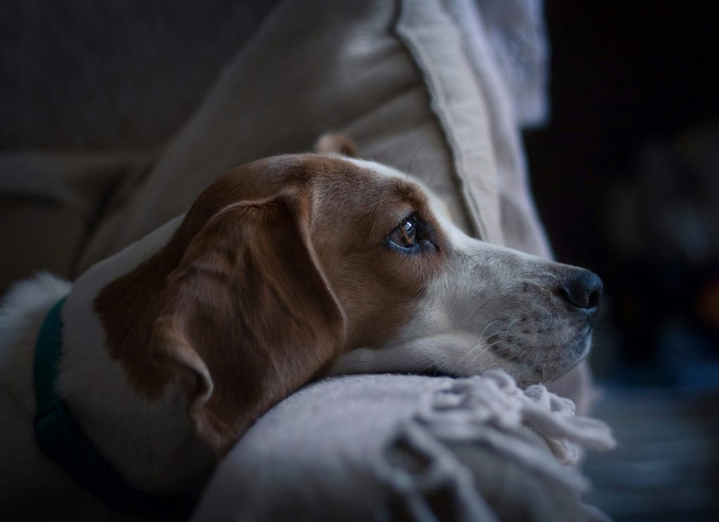 scared dog looking outside - pets and thunderstorm anxiety
