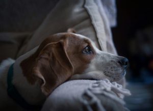 scared dog looking outside - pets and thunderstorm anxiety