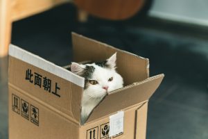 a cat hiding in a mail parcel
