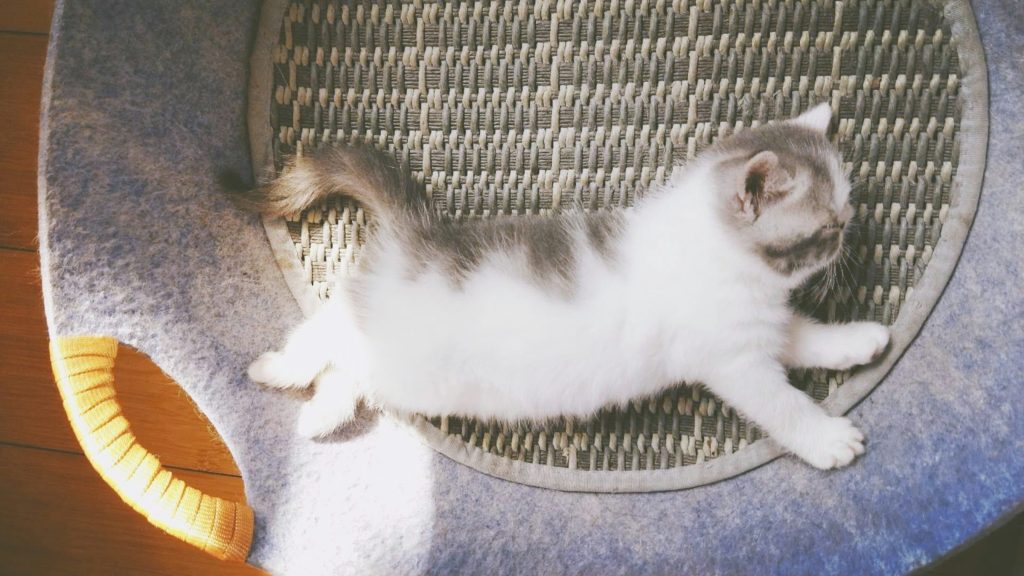 kitten laying in a basket - pet proof apartment