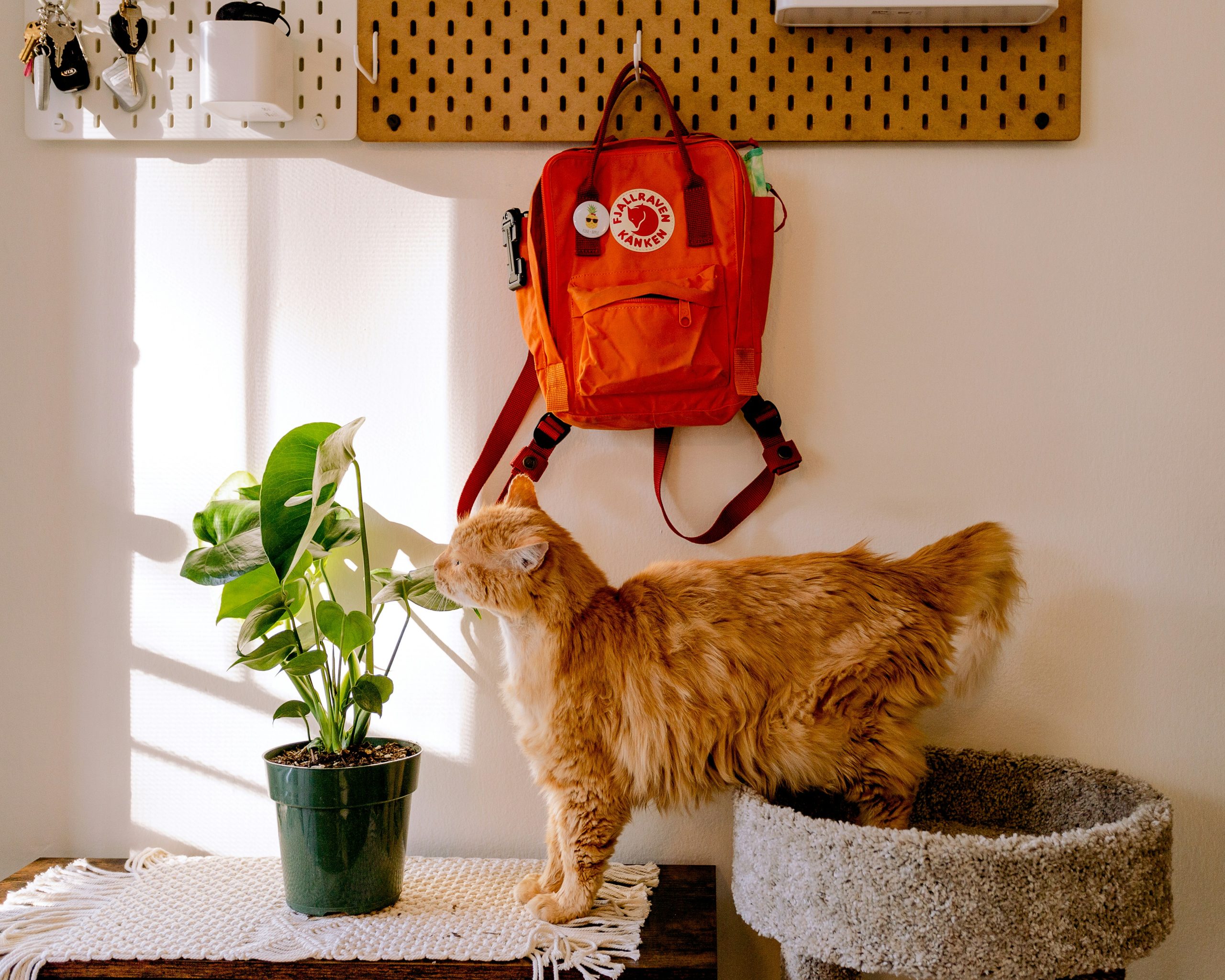 a cat standing on a rug next to a plant