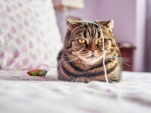 a unimpressed cat with a toy on its head