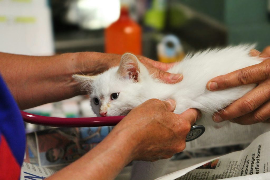 cat's health being examined - afford pet care