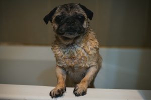 a wet dog standing on a bathtub