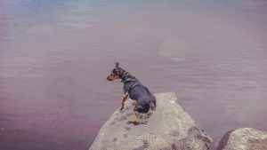 a dog on a cliff - fall safety tips for pets