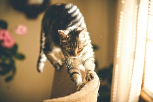 a cat scratching a chair