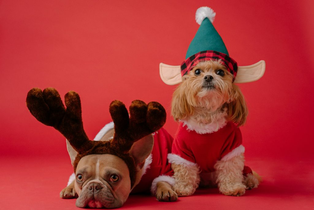 two small dogs in holiday outfits