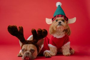 two small dogs in holiday outfits