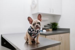 small dog on a veterinarian table