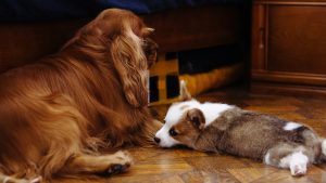 a puppy and older dog laying on wooden floor - dog training in apartments