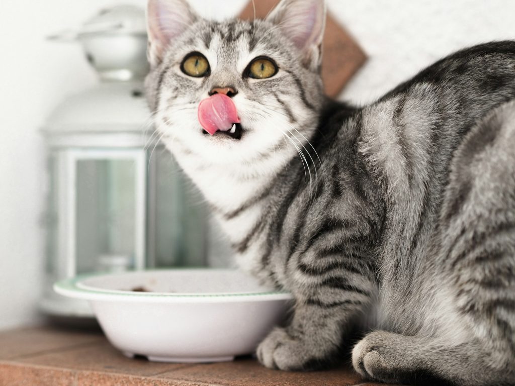 cat eating food - save money on pet food
