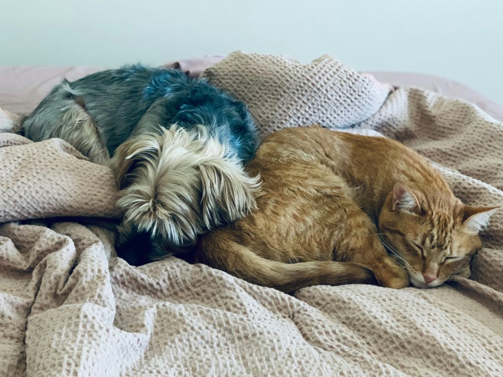 dog and cat sleeping next to each other