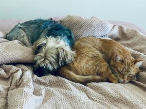 dog and cat sleeping next to each other