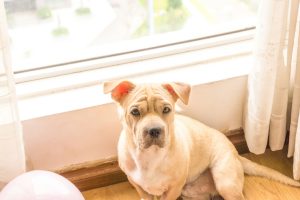 anxious looking dog sitting on floor