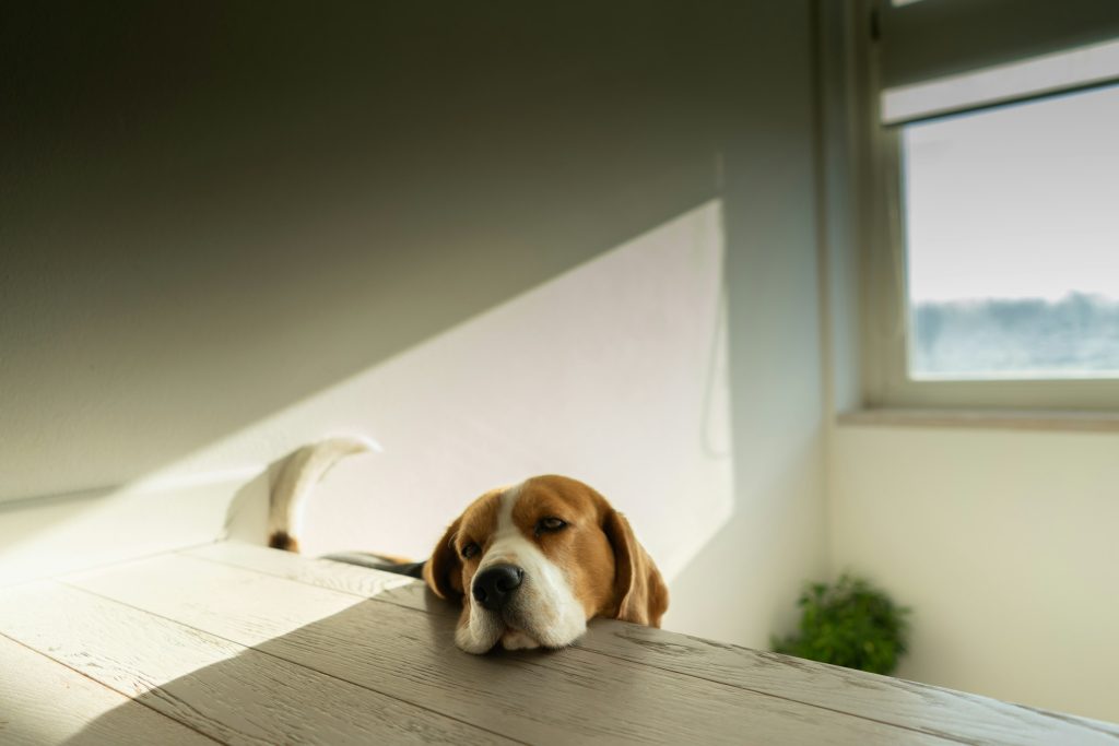 a god looking on top of a table - pet proof your apartment