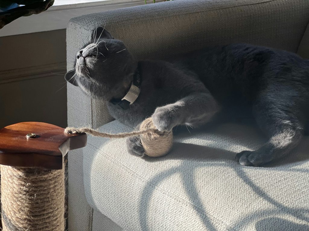 cat playing with twine - fall enrichment ideas for pets