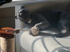 cat playing with twine - fall enrichment ideas for pets