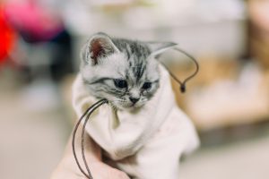 a kitten in a bag