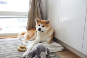 a dog lying on a pillow next to a stuffed animal