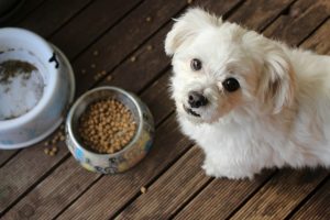 a small dog next to a bowl of food