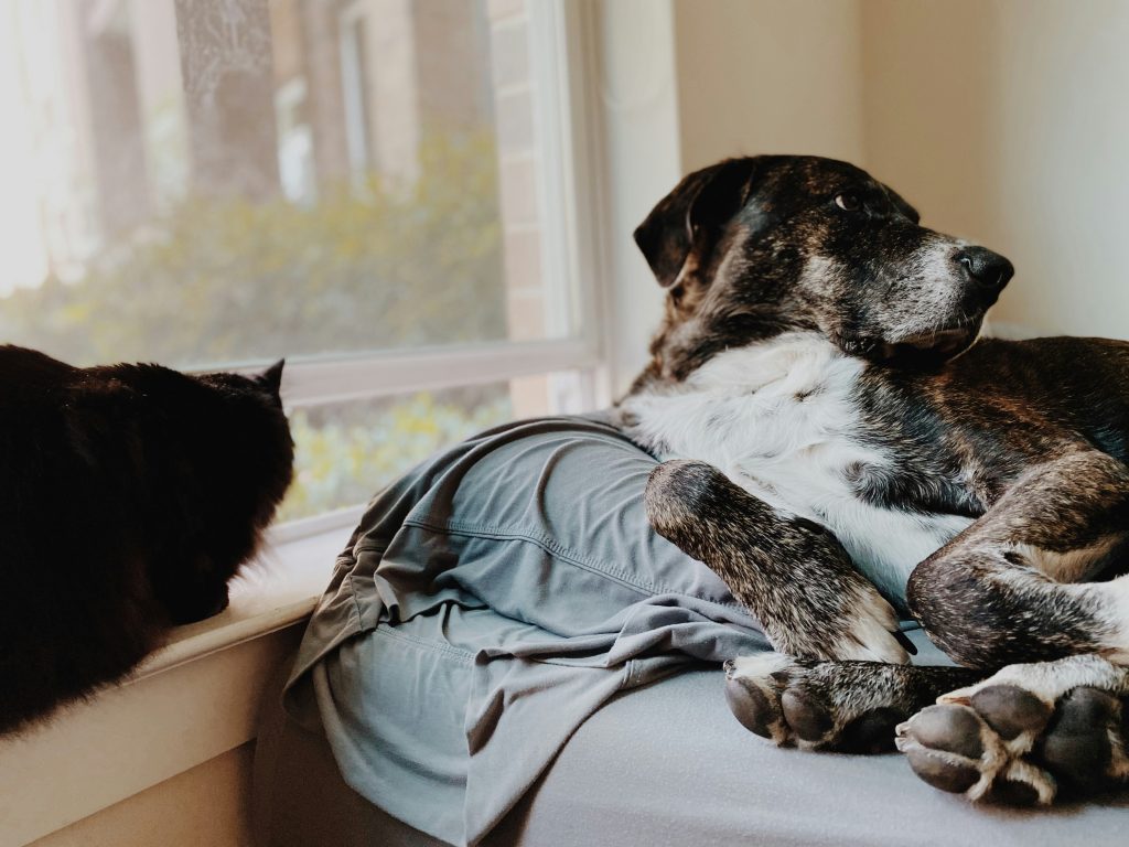 a dog lying on a couch next to a cat
