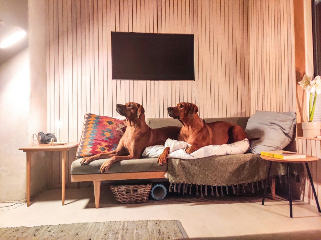 two large dogs sitting on a couch - pet organization hacks