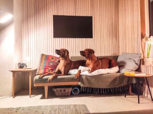 two large dogs sitting on a couch - pet organization hacks