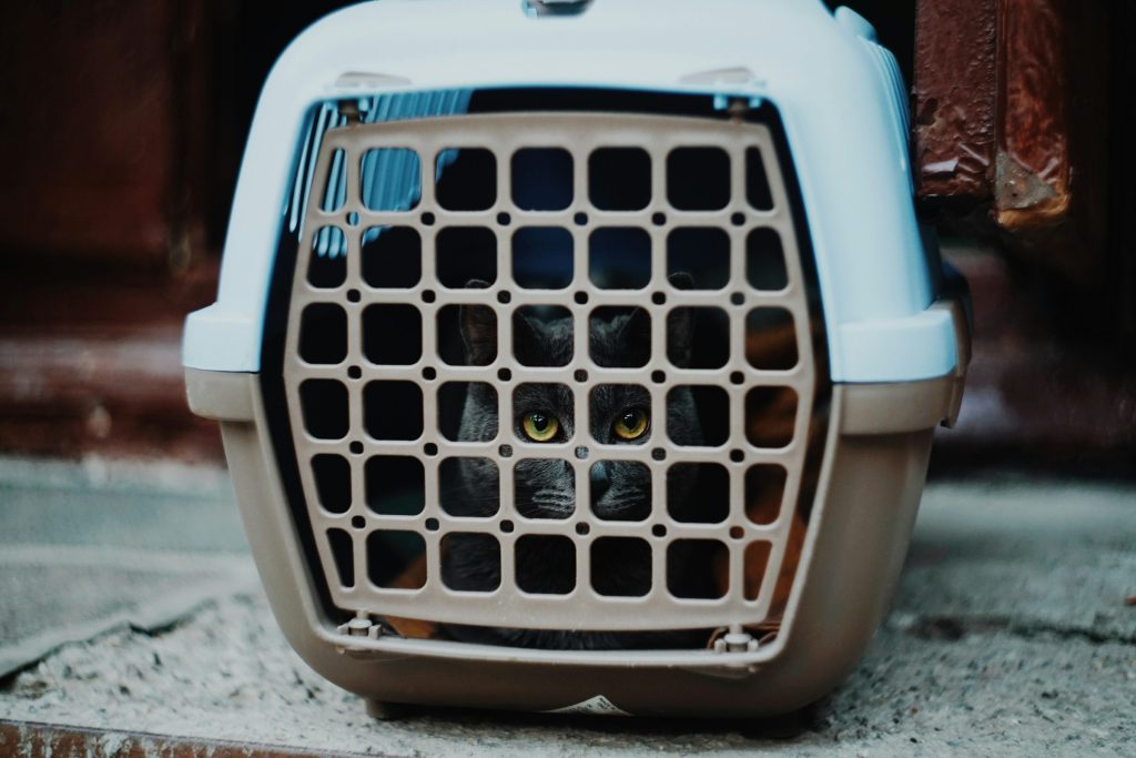 cat in a carrier - pet emergency preparedness