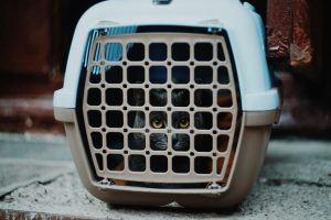 cat in a carrier - pet emergency preparedness