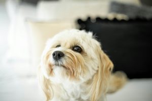 small dog in the morning sun