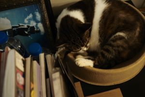 cat sleeping - pet furniture for small apartments