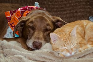 a dog and cat sleeping next to each other