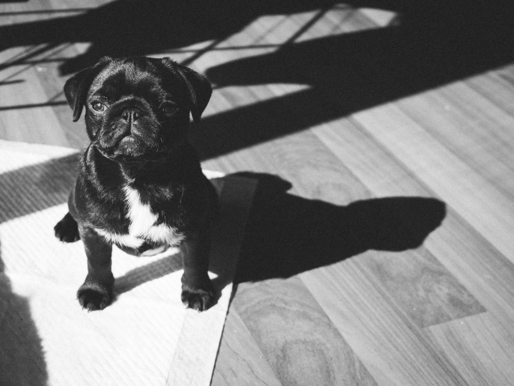 a black and white photo of a dog sitting on a pee pad