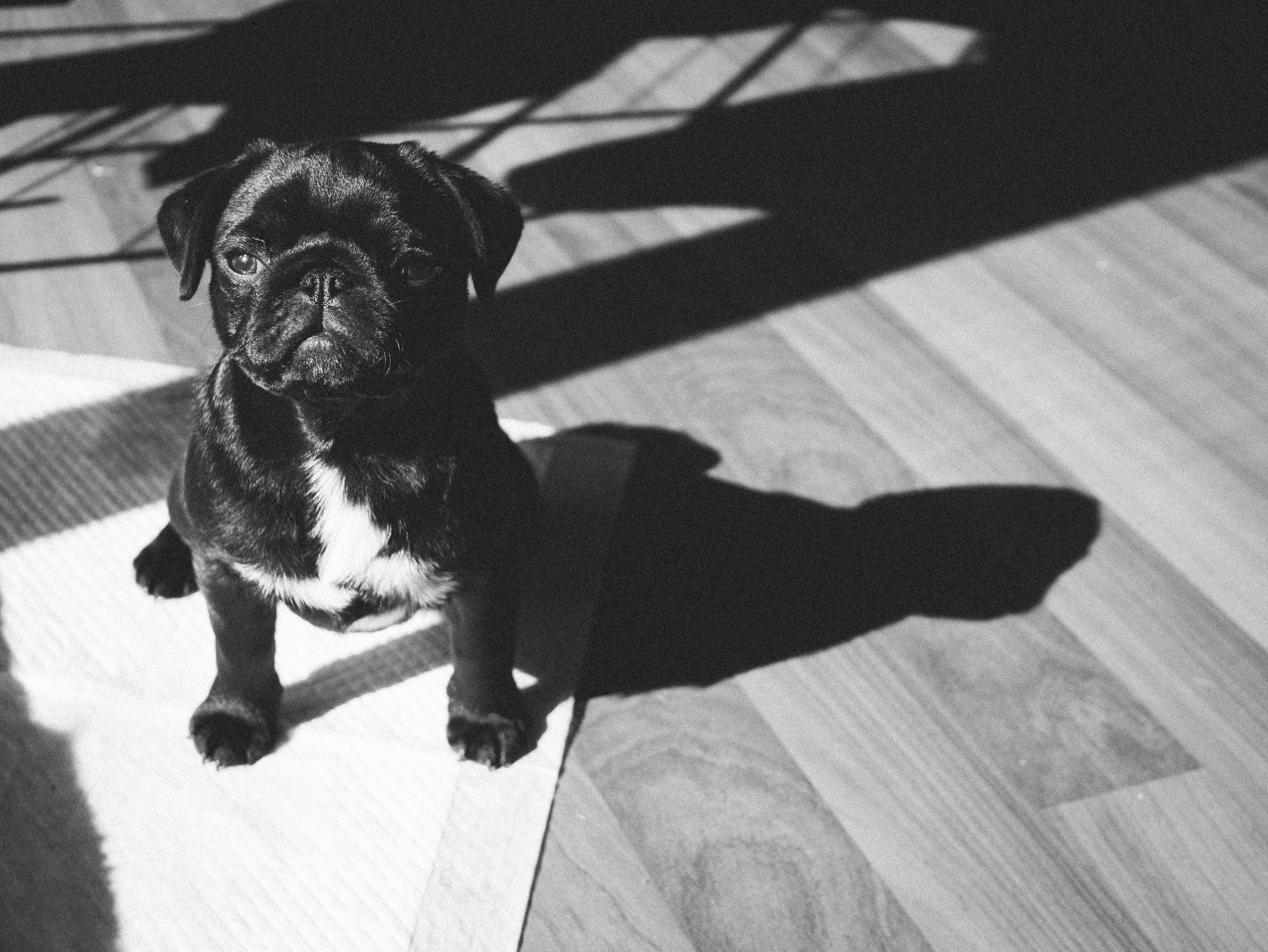 a black and white photo of a dog sitting on a pee pad