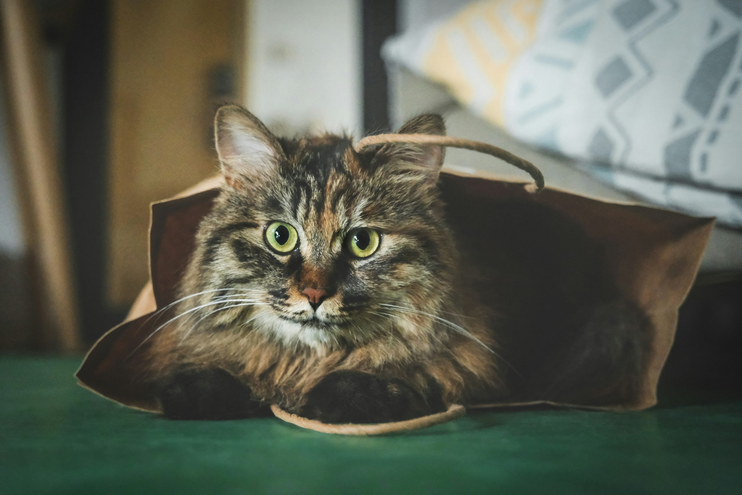 a cat lying in a bag