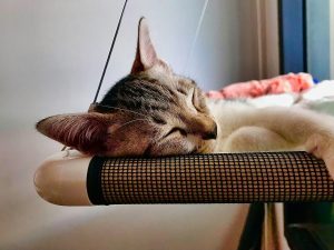 cat sleeping on a cat hammock - pet products for apartment living