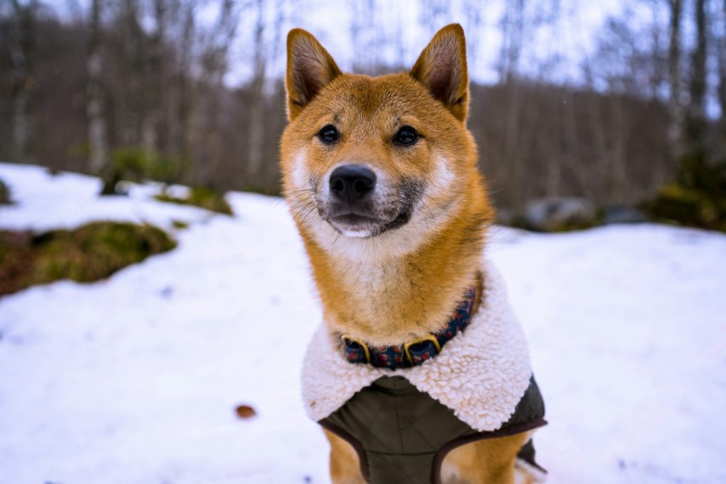 dog outside during winter with a jacket - cold weather safety tips for pets