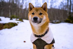 dog outside during winter with a jacket - cold weather safety tips for pets