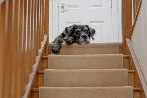 a dog lying on the stairs