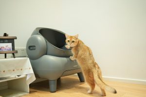 cat going into kitty litter - litter box setups for apartment