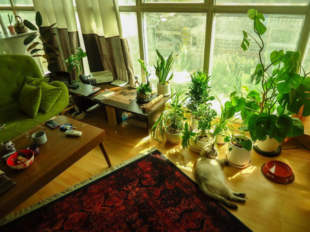 cat laying on the floor of an apartment - apartment hacks for pet owners