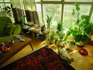 cat laying on the floor of an apartment - apartment hacks for pet owners
