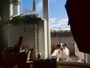 a dog lying on a balcony looking inside