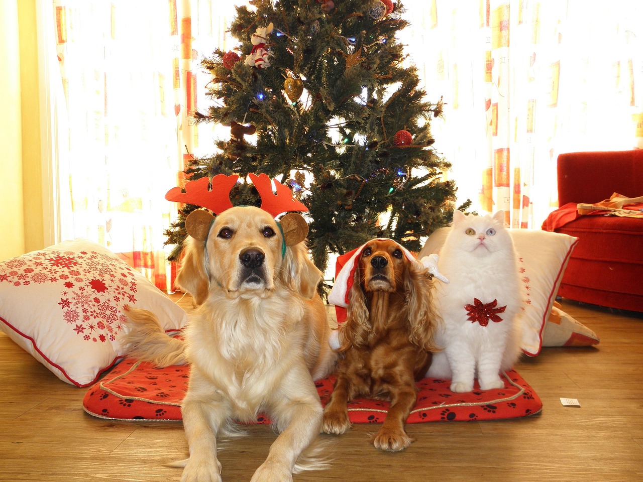 a dog and cat sitting in front of a christmas tree