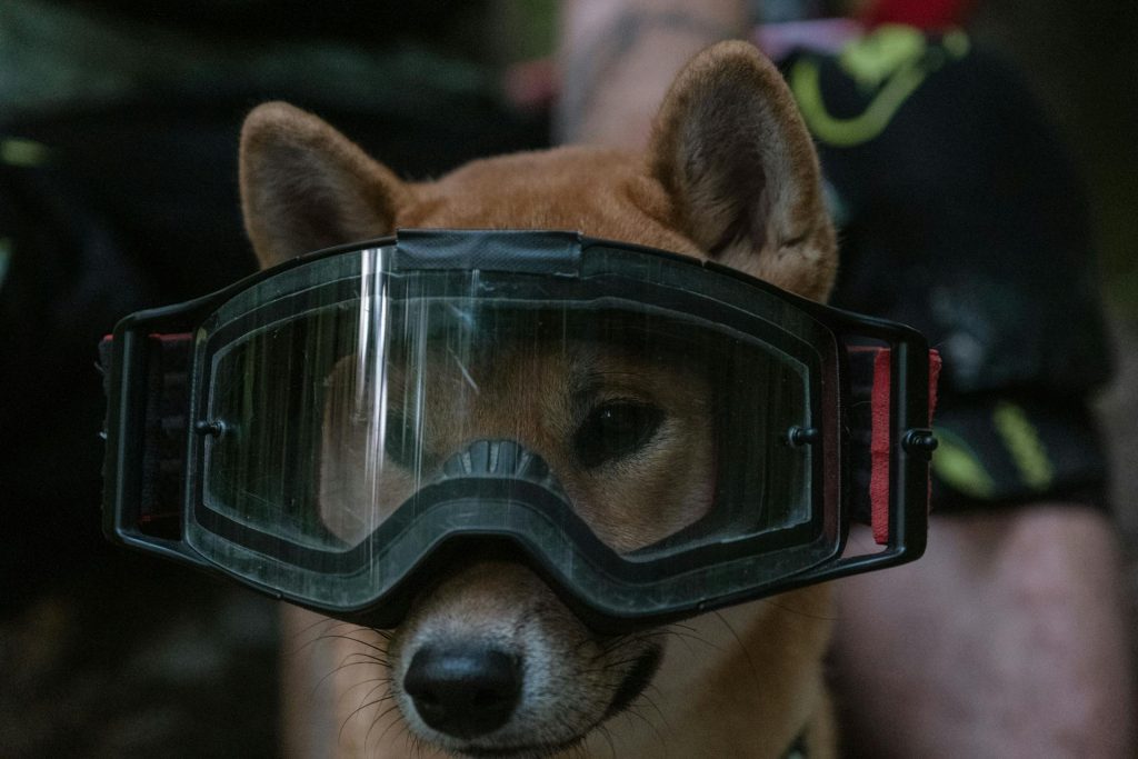 dog wearing safety goggles - pet safety tips for apartment living