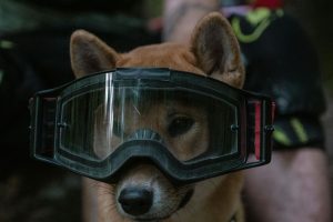 dog wearing safety goggles - pet safety tips for apartment living
