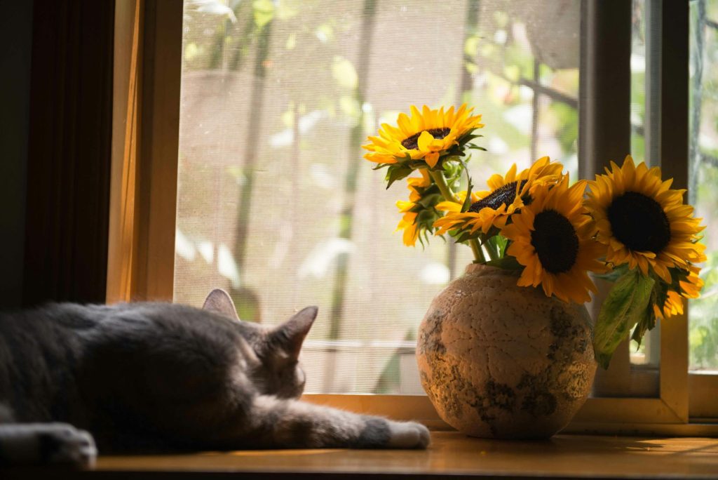 Gray Cat Near Gray Vase With Sunflower - pet proofing tips for apartments